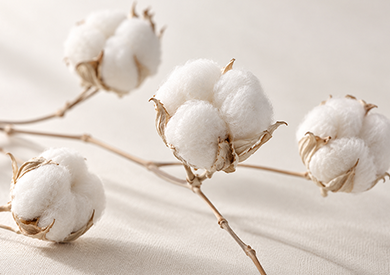 The Essence of Cotton